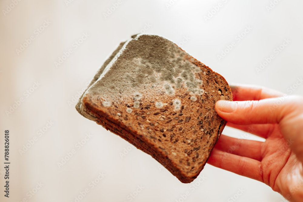 Mold on bread.Mold stains on whole grain bread in hands closeup