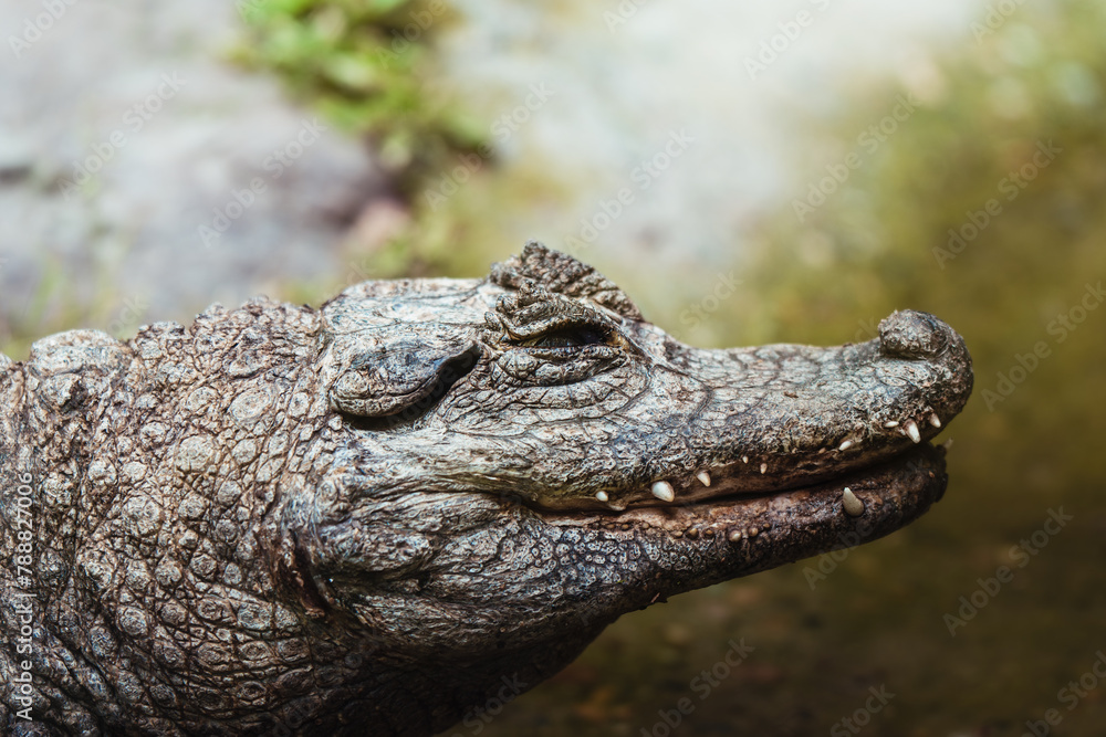 Fototapeta premium A profile view of a crocodile resting, showcasing its textured skin in a zoo habitat