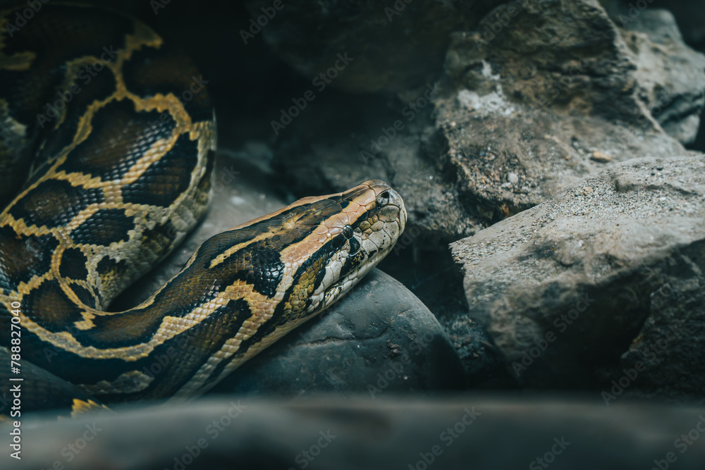Fototapeta premium A Burmese python lies coiled among rocks, showcasing its scales in a controlled environment