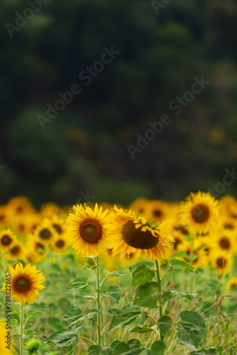 Field of blooming yellow sunflowers on black background