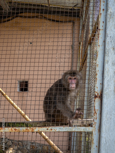 Macaque in a cage. Local zoo. Concept of an animal in captivity. The animal is sitting.