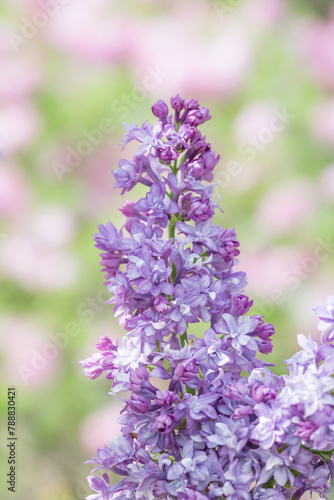 Beautiful violet colored lilac flowers growing on deciduous shrub.
