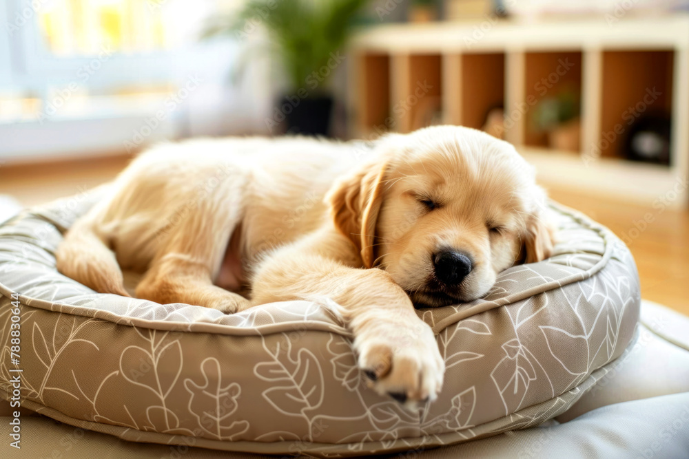 Cute golden retriever puppy dog resting on pet bed at home