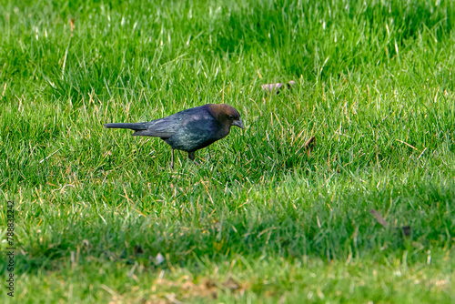 Male brown-headed cowbird searches for food in the late evening sun photo