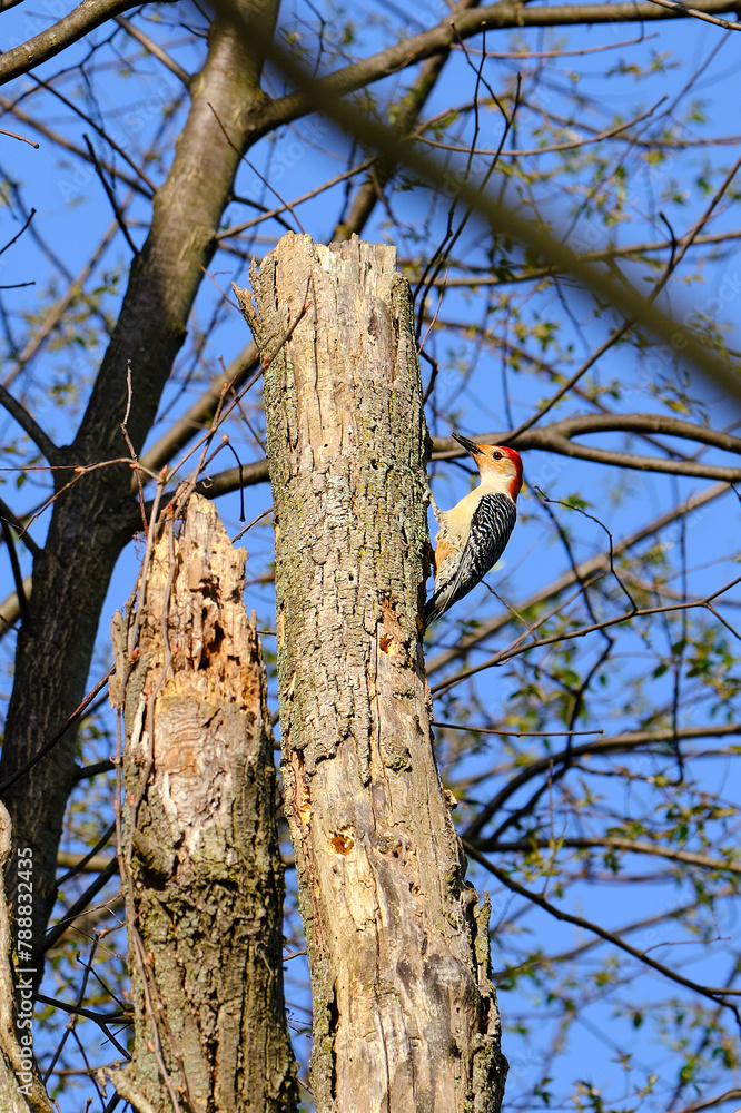 Red-bellied woodpecker perched on side of tree Red-bellied woodpecker perched on side of tree
