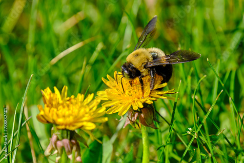 Eastern carpenter bee on top of a dandelion flower on a warm spring and sunny afternoon photo