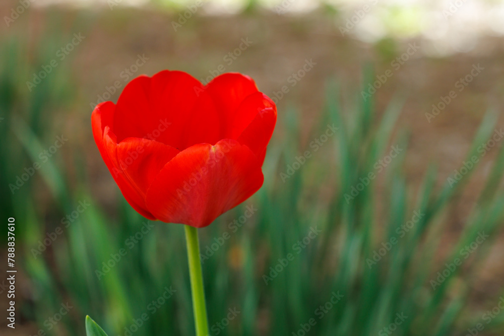 A red flower with a green stem is in the foreground A red flower with a green stem is in the foreground
