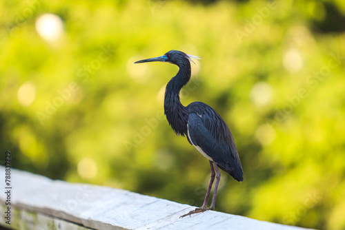 great heron standing on a pier
