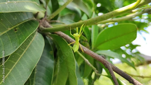 Young green praying mantis perched on tree branches photo