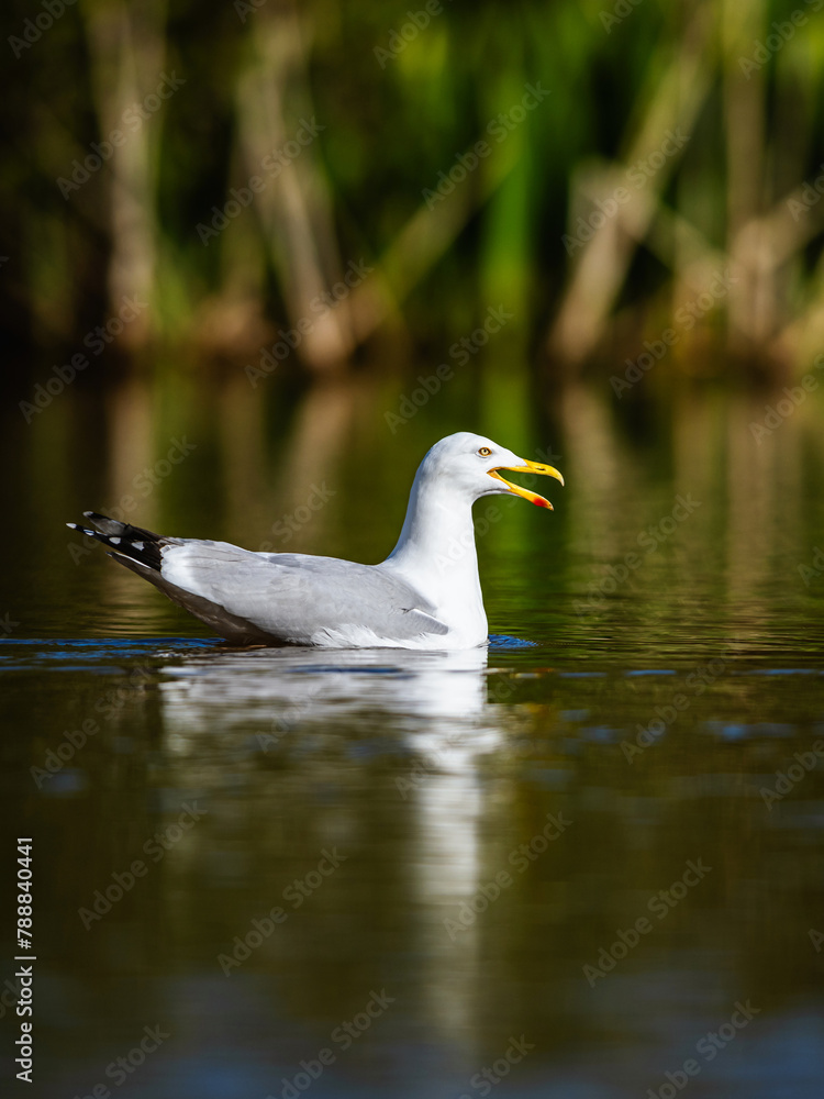 European Herring Gull, Larus argentatus on lake European Herring Gull, Larus argentatus on lake