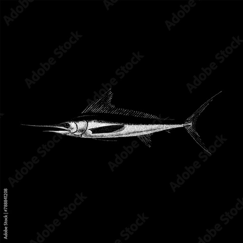 White Marlin hand drawing vector isolated on black background.