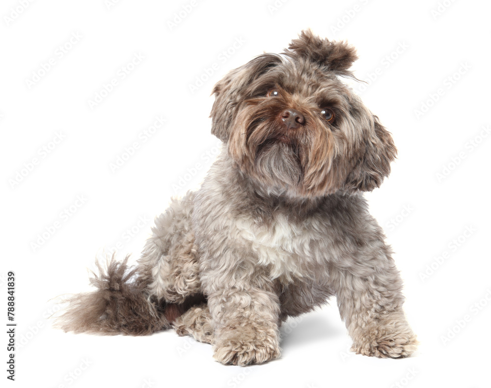 Cute Maltipoo dog on white background. Lovely pet Cute Maltipoo dog on white background. Lovely pet