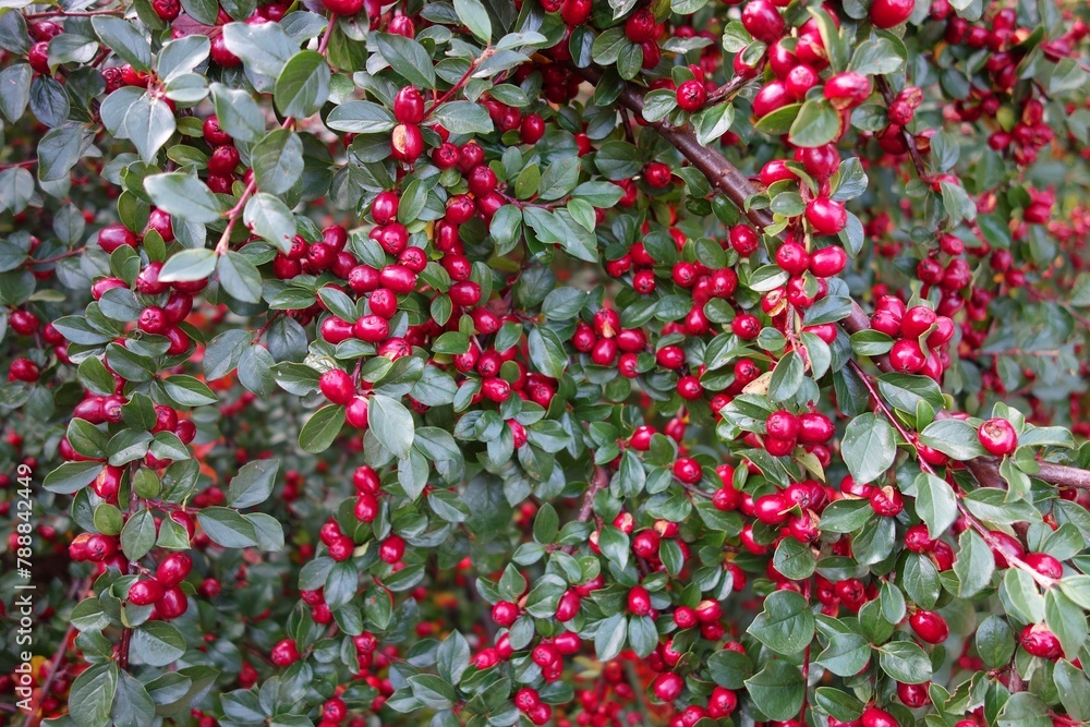 Cotoneaster horizontal decorative evergreen shrub with red small fruits it bears fruit at the beginning of autumn - obrazy, fototapety, plakaty 