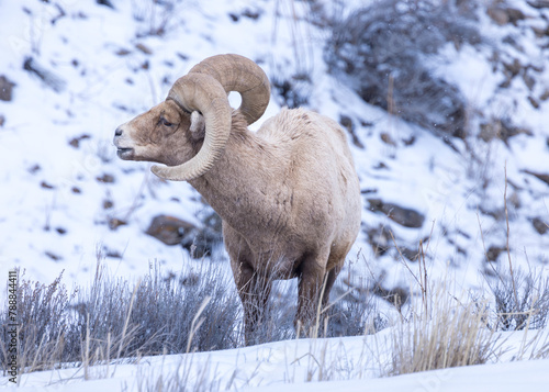 sheep in snow,  bighorn sheep, Yellowstone 