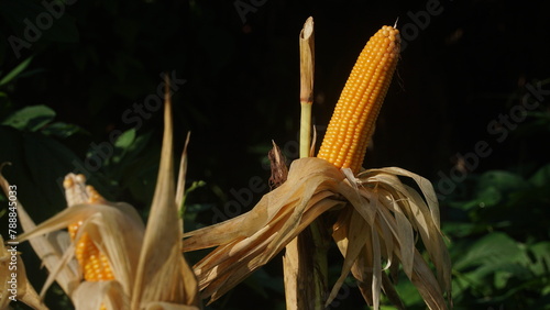 Corn plants on the Cornfield. The corn is peeling. Focus selected, blur background