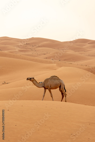 The Walking Camel