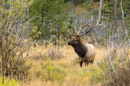 Elk In The Pasture