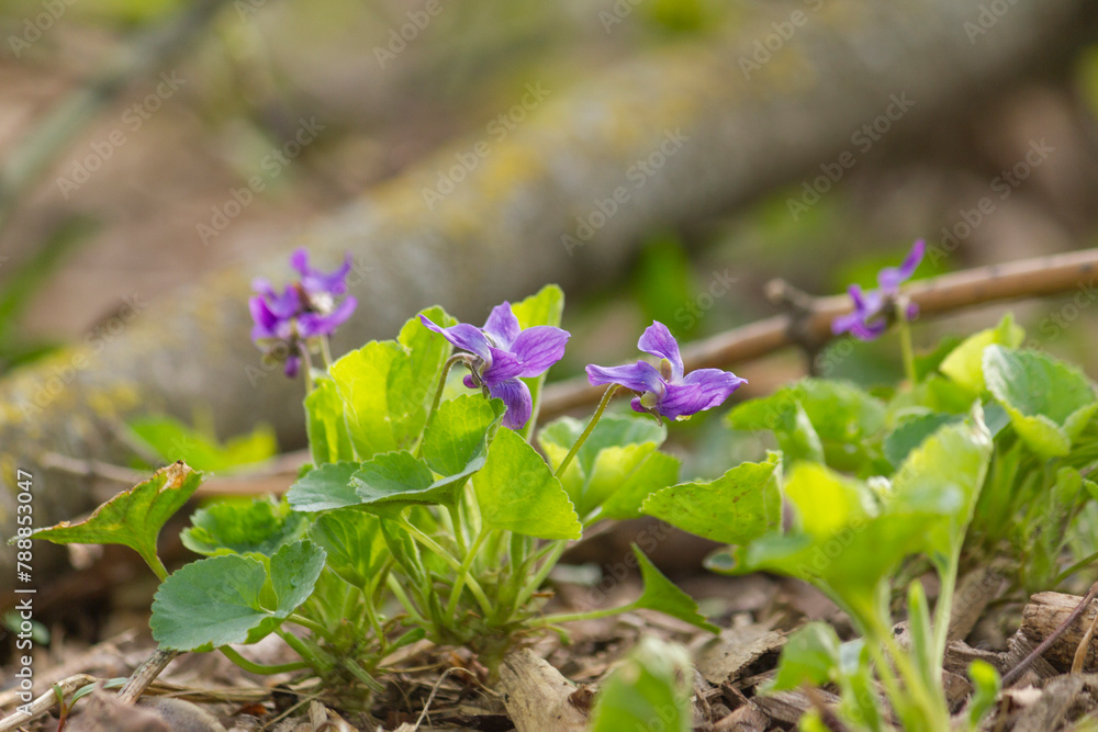 Violets in spring forest. Purple violets (Viola, Viola Odorata) blooming in spring forest. Violets in spring forest. Purple violets (Viola, Viola Odorata) blooming in spring forest.