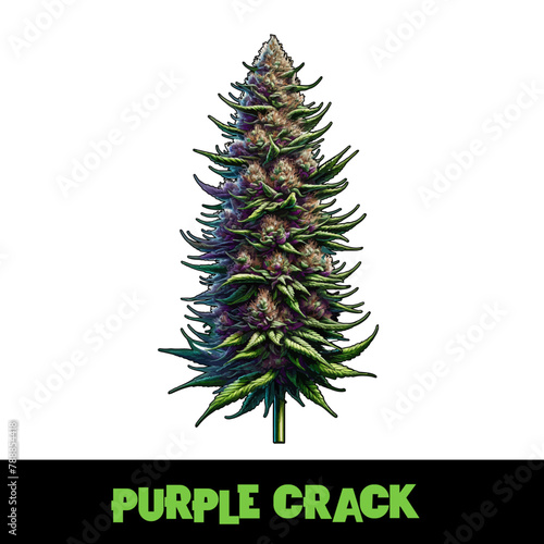Vector Illustrated Purple Crack Cannabis Bud Strain Cartoon