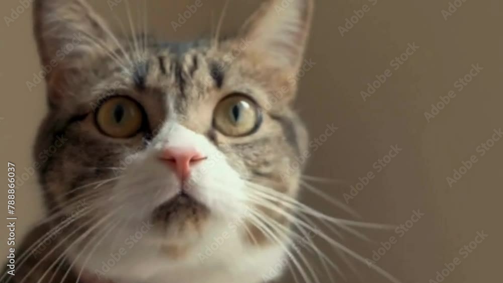 Angry young tabby cat hissing into camera close up portrait shot in the domestic house in the room, portrait of a cat, close up of a cat, close up portrait of a cat Angry young tabby cat hissing into camera close up portrait shot in the domestic house in the room, portrait of a cat, close up of a cat, close up portrait of a cat