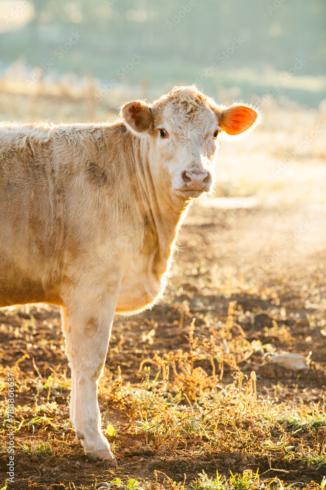 White Charolais cattle on a farm in North Carolina White Charolais cattle on a farm in North Carolina