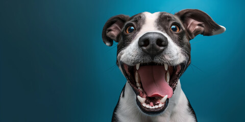 Photo of happy excited dog
