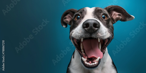 Photo of happy excited dog