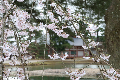 岩手県、平泉の毛越寺。浄土庭園に咲く桜越しに見る本堂。