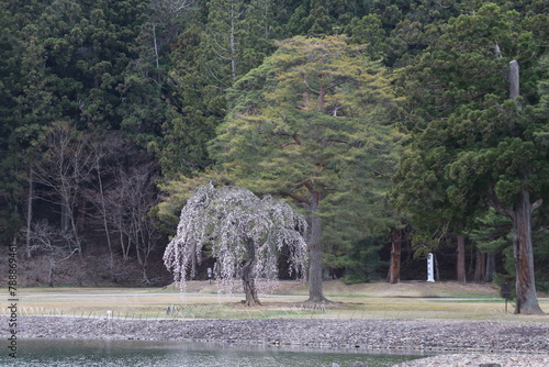 浄土庭園。岩手県、平泉の毛越寺。大泉が池の畔に咲く桜。