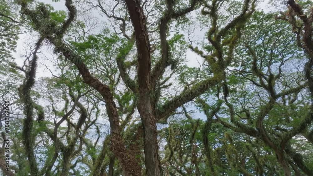 Aerial view of ancient tropical tree in De Djawatan forest, Java, Indonesia Aerial view of ancient tropical tree in De Djawatan forest, Java, Indonesia