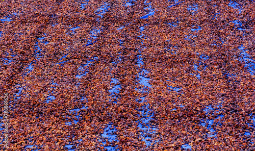 Close-up view of coffee beans being manually dried in the sun