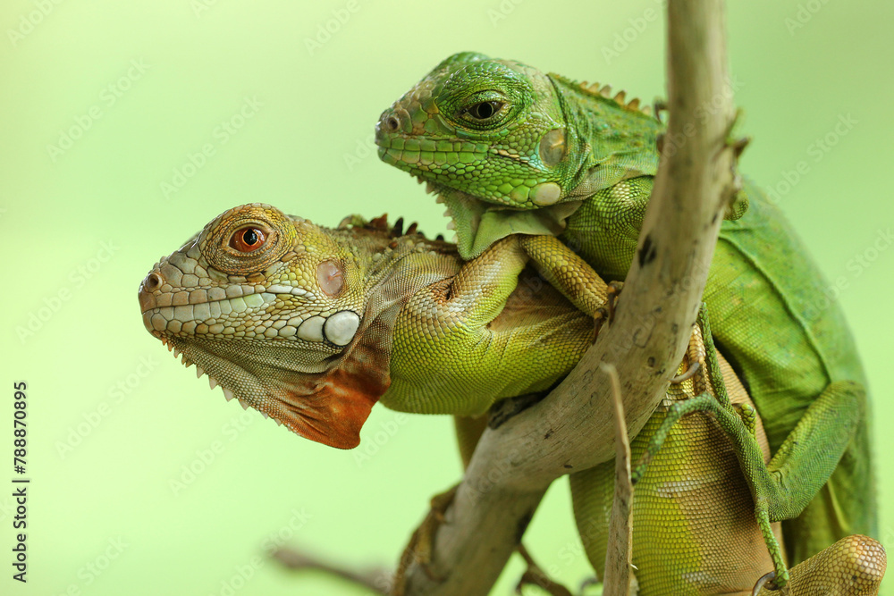 Fototapeta premium iguana, a cute pair of iguanas