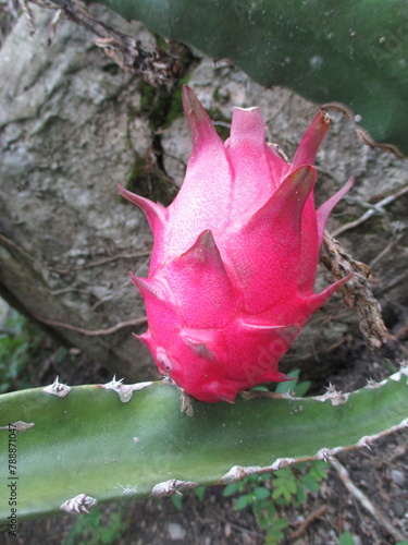 The dragon fruit that is still on the tree looks fresh