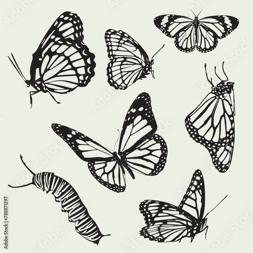 Pack de siluetas vectorizadas Mariposa monarca y capullo  © Orimissy