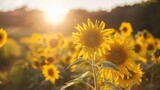 A panoramic view of a lush field of sunflowers the bright yellow flowers gleaming in the sunlight. A caption at the bottom reads Sunflowers the raw material used to produce glycerin .