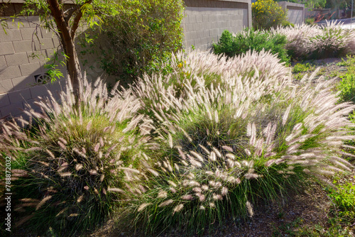 Backlit shot of dense and robust clumping Fountain grass often growing in residential roadside verges in Arizona