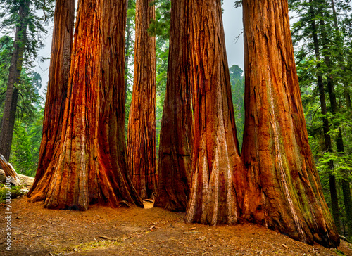 Vibrant Sequoia Trees in California