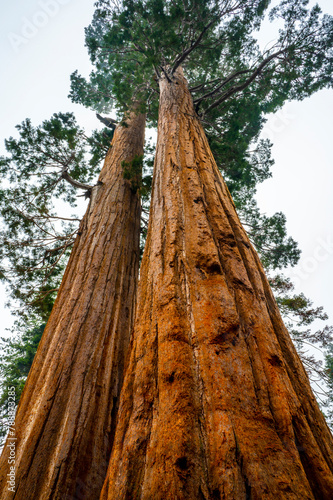 Looking up at gigantic Sequoia Trees