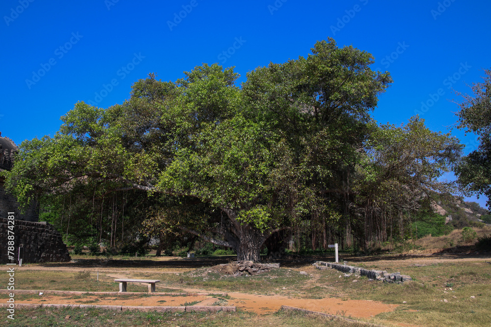 Gigantic Banyan tree in tamil nadu Gigantic Banyan tree in tamil nadu