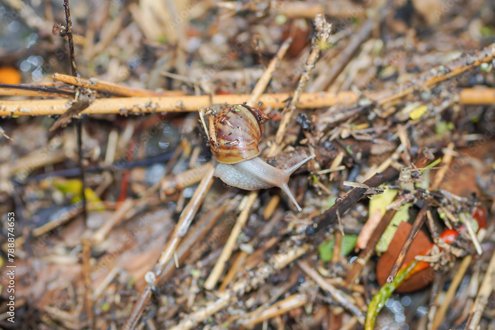 Selective focus Snail in nature.