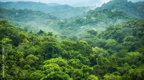 Lush green forests stretch as far as the eye can see, providing a haven for diverse wildlife. photo