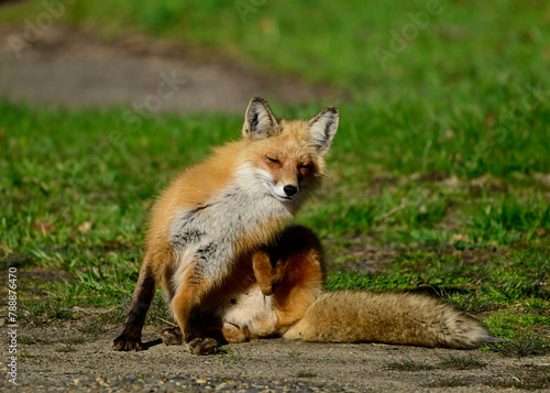 red fox in the wild © lito