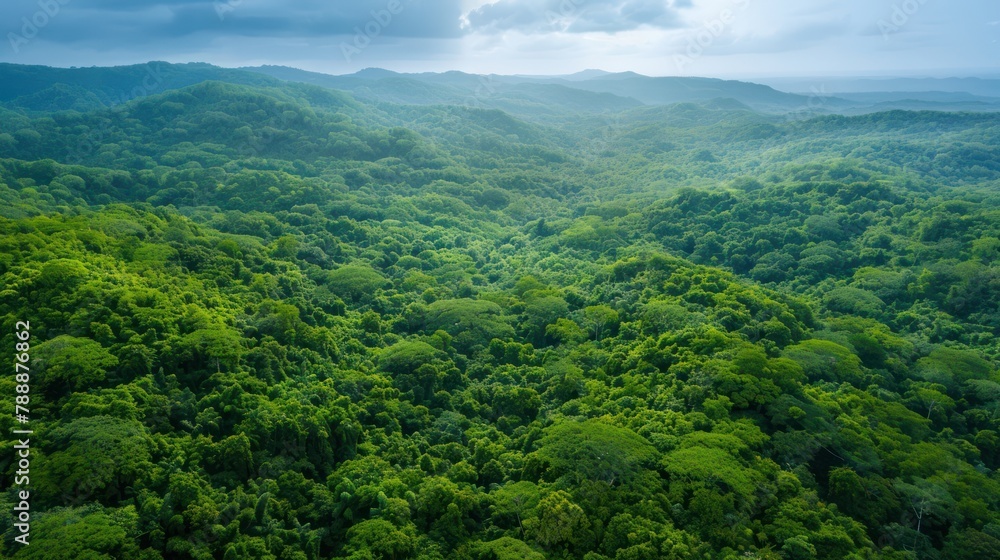 Lush green forests stretch as far as the eye can see, providing a haven for diverse wildlife.