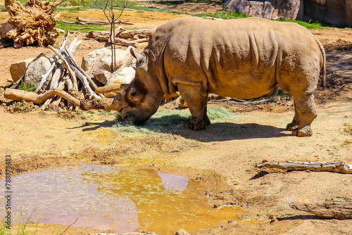 Rhinoceros Feeding On Fresh Hay