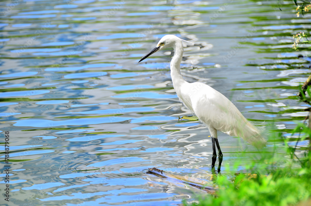 Naklejka premium The Egret is looking for prey in the river.