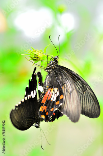 The dark tone butterflies are mating at the garden.