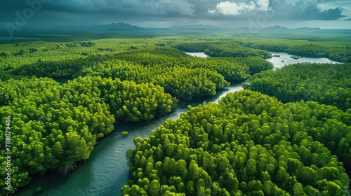 Aerial top view of mangrove forest  © Halim Karya Art