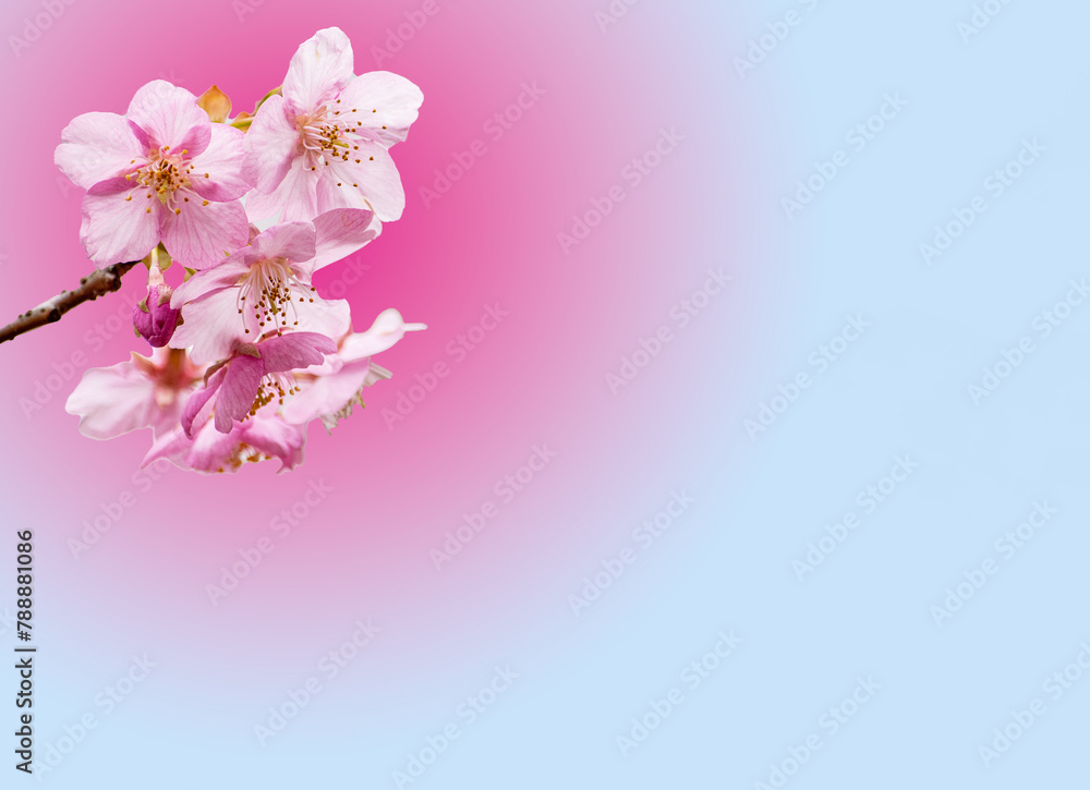 桜の花をモチーフにした背景素材