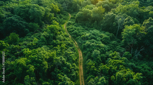 Fototapeta Naklejka Na Ścianę i Meble -  Aerial top view of green forest and forest trail
