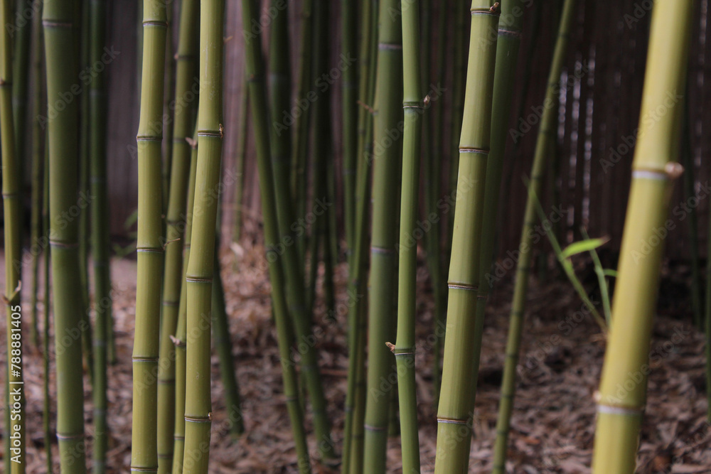 Obraz premium bamboo forest background
